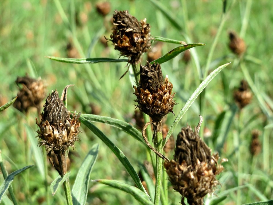 Wiesen-Flockenblume (Centaurea jacea) in Hockenheim