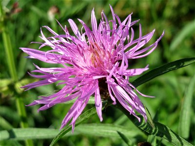 Wiesen-Flockenblume (Centaurea jacea) bei Hockenheim