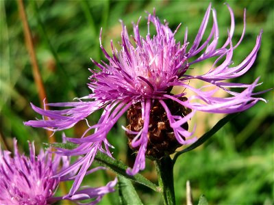 Wiesen-Flockenblume (Centaurea jacea) bei Hockenheim