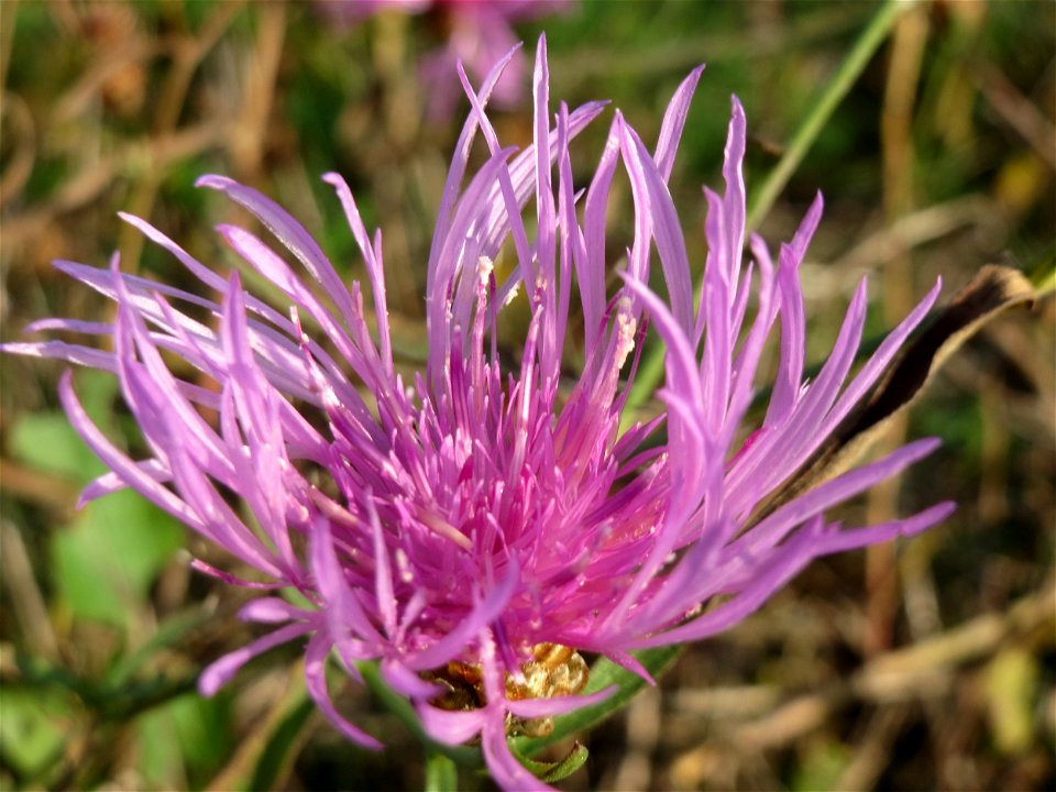 Wiesen-Flockenblume (Centaurea jacea) in Oftersheim