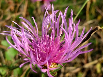 Wiesen-Flockenblume (Centaurea jacea) in Oftersheim