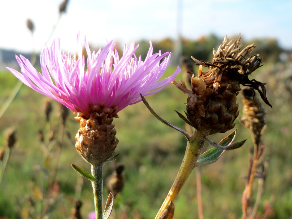 Wiesen-Flockenblume (Centaurea jacea) in Oftersheim