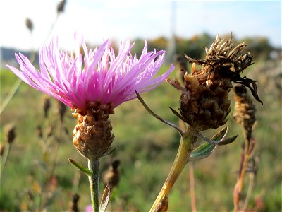 Wiesen-Flockenblume (Centaurea jacea) in Oftersheim