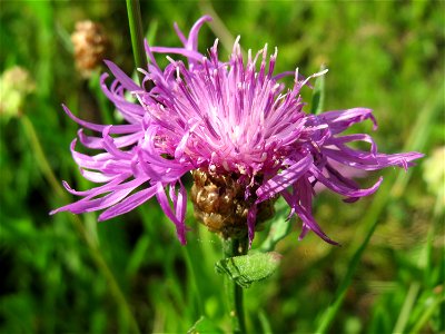 Wiesen-Flockenblume (Centaurea jacea) in den Horststückern im Landschaftsschutzgebiet Hockenheimer Rheinbogen
