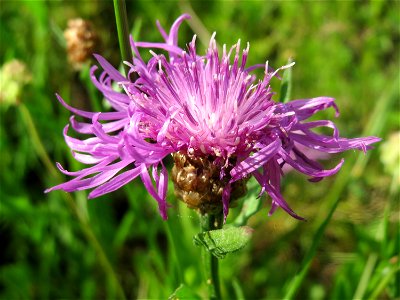 Wiesen-Flockenblume (Centaurea jacea) in den Horststückern im Landschaftsschutzgebiet Hockenheimer Rheinbogen photo