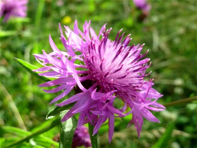 Wiesen-Flockenblume (Centaurea jacea) am Osthafen Saarbrücken photo