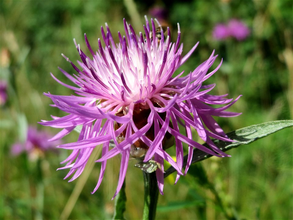 Wiesen-Flockenblume (Centaurea jacea) bei Reilingen