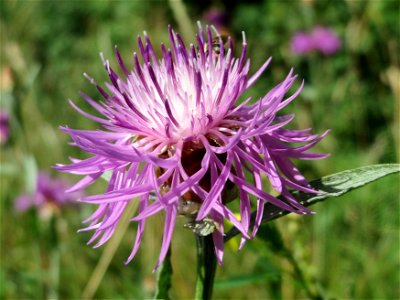 Wiesen-Flockenblume (Centaurea jacea) bei Reilingen