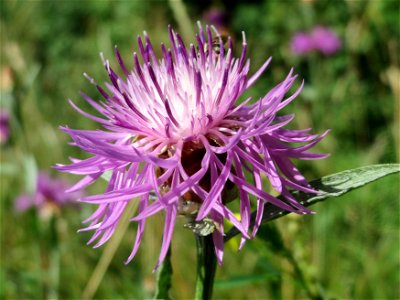 Wiesen-Flockenblume (Centaurea jacea) bei Reilingen photo