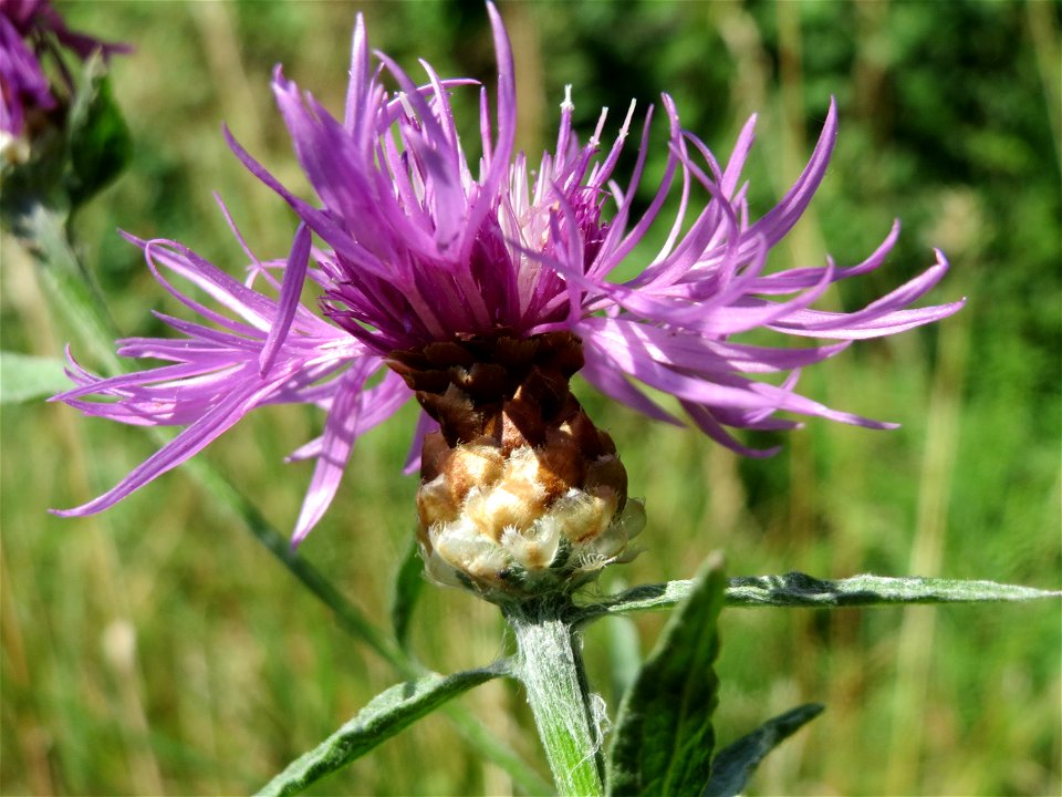 Wiesen-Flockenblume (Centaurea jacea) bei Reilingen