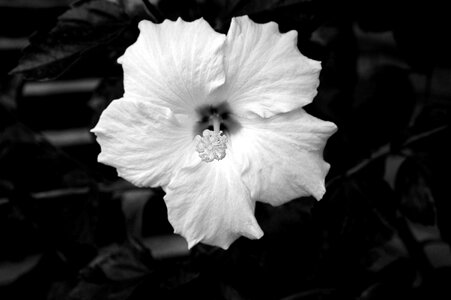 Garden hibiscus nature