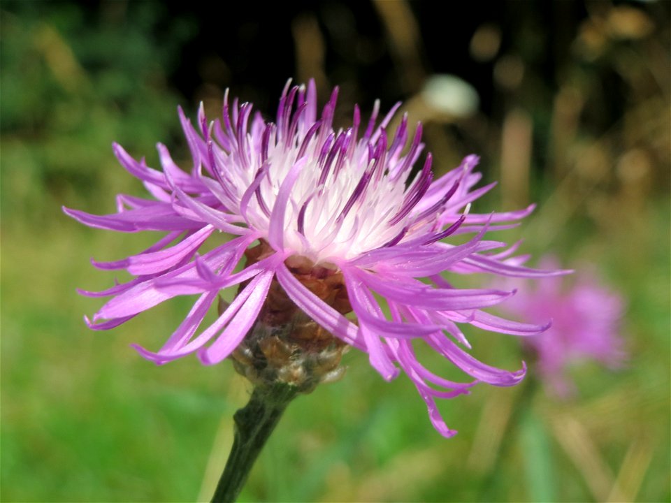 Wiesen-Flockenblume (Centaurea jacea) im Landesgartenschaupark Hockenheim