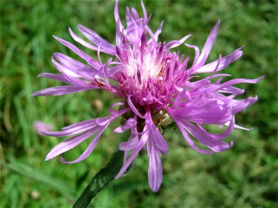Wiesen-Flockenblume (Centaurea jacea) im Landesgartenschaupark Hockenheim