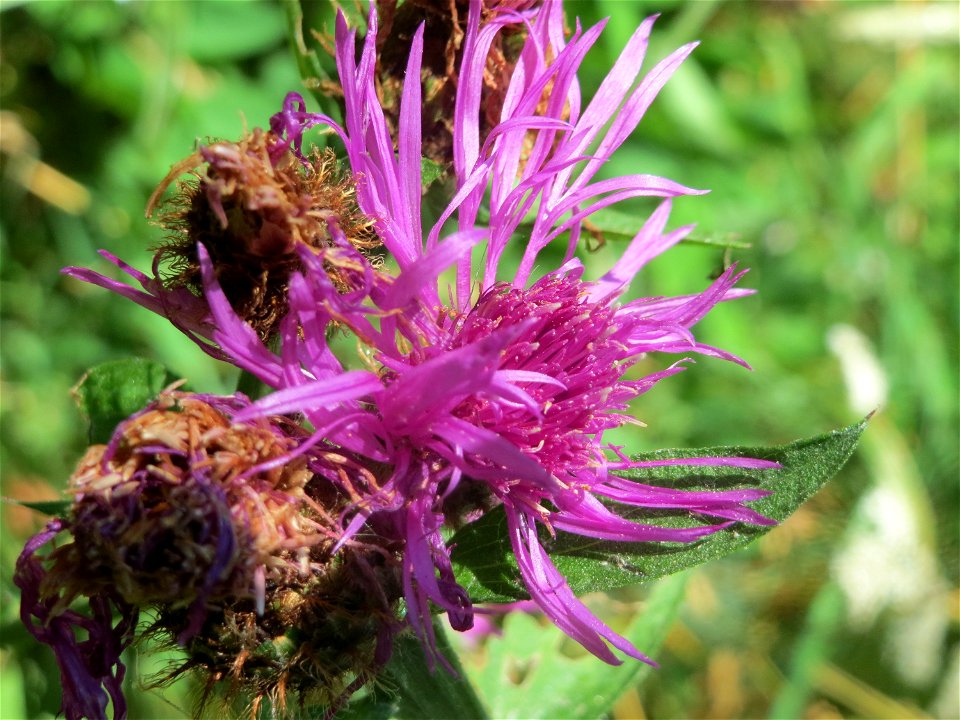 Phrygische Flockenblume (Centaurea phrygia) an der Saar in Saarbrücken