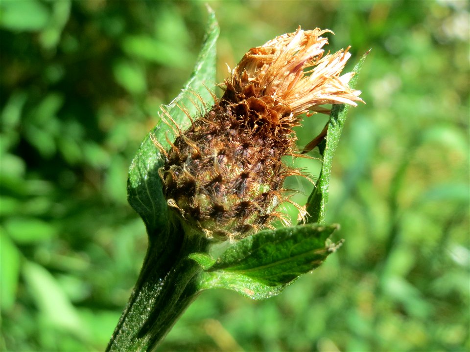 Phrygische Flockenblume (Centaurea phrygia) an der Saar in Saarbrücken