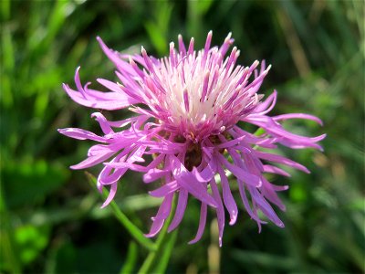 Wiesen-Flockenblume (Centaurea jacea) bei Hockenheim photo