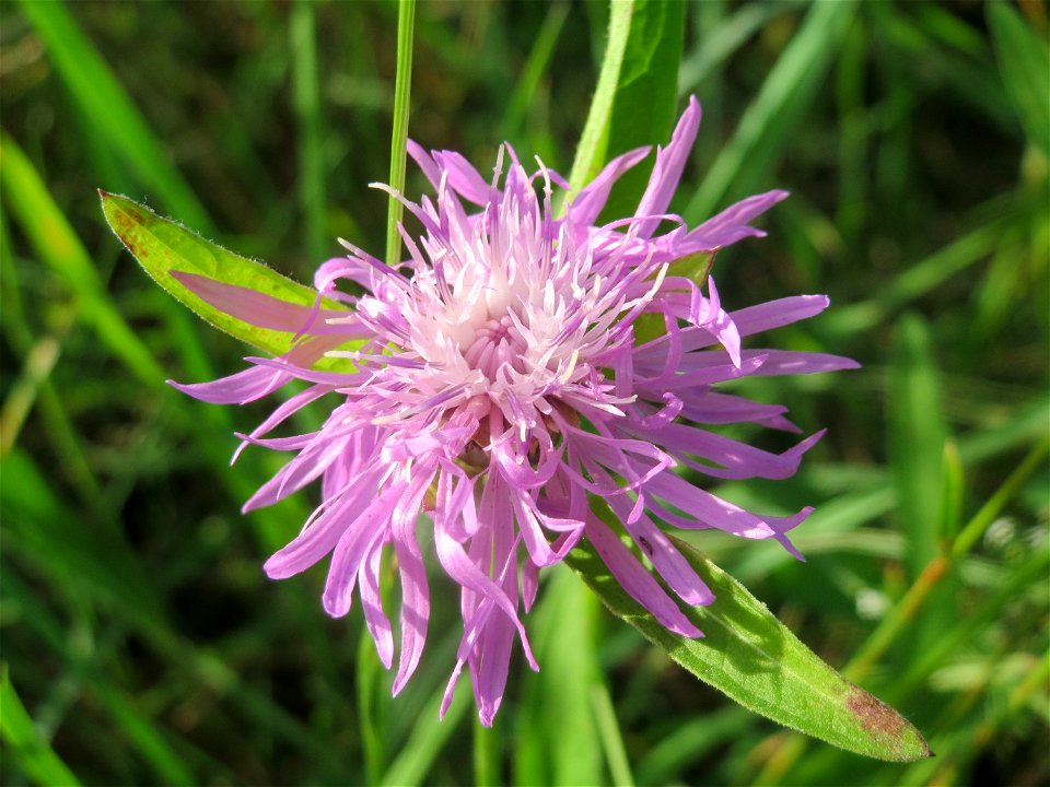 Wiesen-Flockenblume (Centaurea jacea) bei Hockenheim