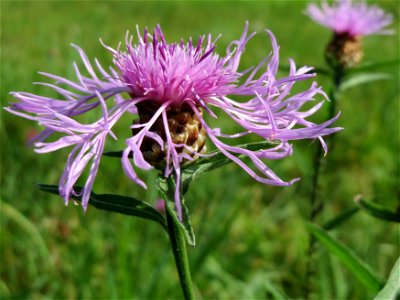 Wiesen-Flockenblume (Centaurea jacea) im Almet bei Sankt Arnual photo