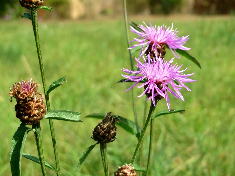 Wiesen-Flockenblume (Centaurea jacea) im Almet bei Sankt Arnual