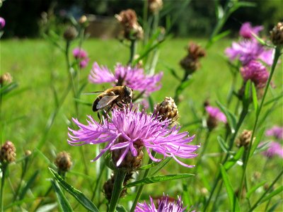 Wiesen-Flockenblume (Centaurea jacea) im Almet bei Sankt Arnual