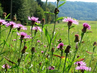 Wiesen-Flockenblume (Centaurea jacea) im Almet bei Sankt Arnual