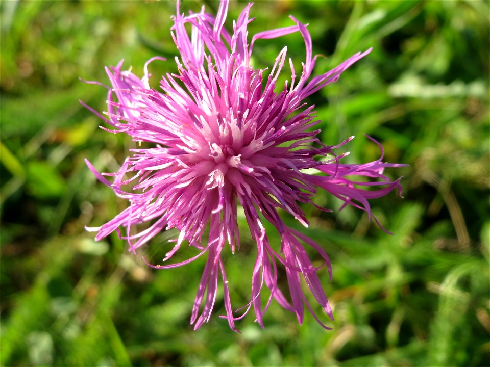 Wiesen-Flockenblume (Centaurea jacea) am Staden in Saarbrücken