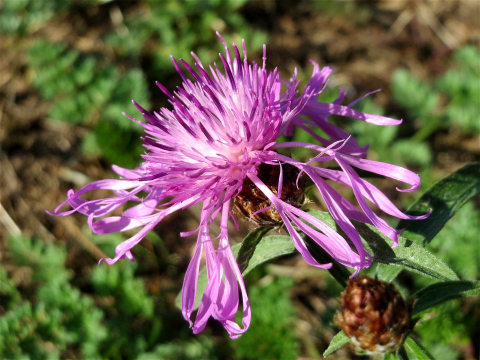 Wiesen-Flockenblume (Centaurea jacea) in Alt-Saarbrücken