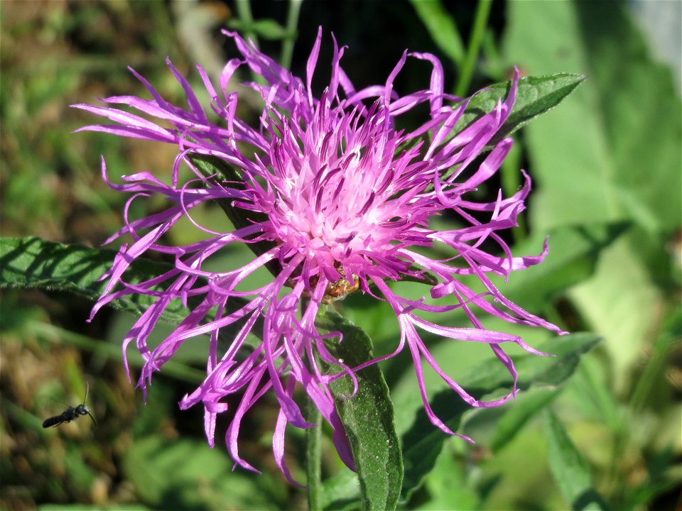 Wiesen-Flockenblume (Centaurea jacea) in Alt-Saarbrücken