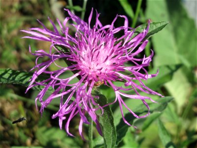 Wiesen-Flockenblume (Centaurea jacea) in Alt-Saarbrücken