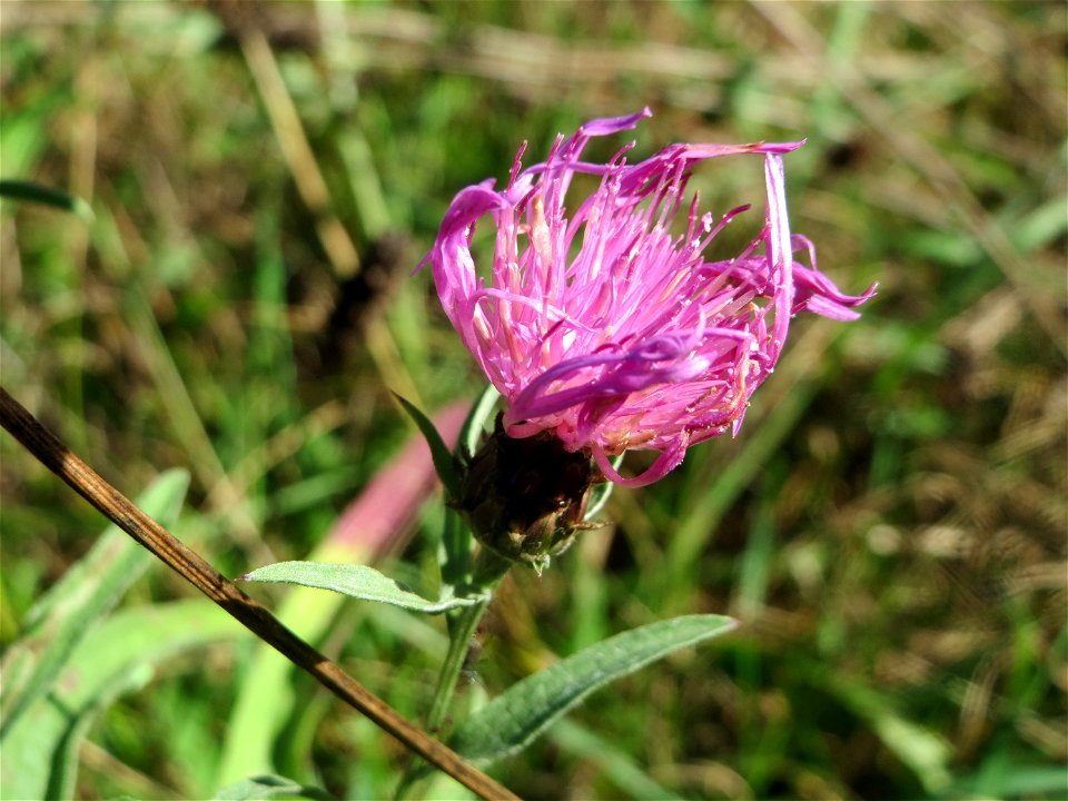 Wiesen-Flockenblume (Centaurea jacea) am unmittelbaren Rand vom Naturschutzgebiet Wagbachniederung (Gemarkung Altlußheim)