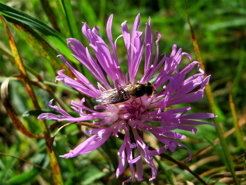 Wiesen-Flockenblume (Centaurea jacea) am unmittelbaren Rand vom Naturschutzgebiet Wagbachniederung (Gemarkung Altlußheim)