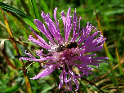 Wiesen-Flockenblume (Centaurea jacea) am unmittelbaren Rand vom Naturschutzgebiet Wagbachniederung (Gemarkung Altlußheim)