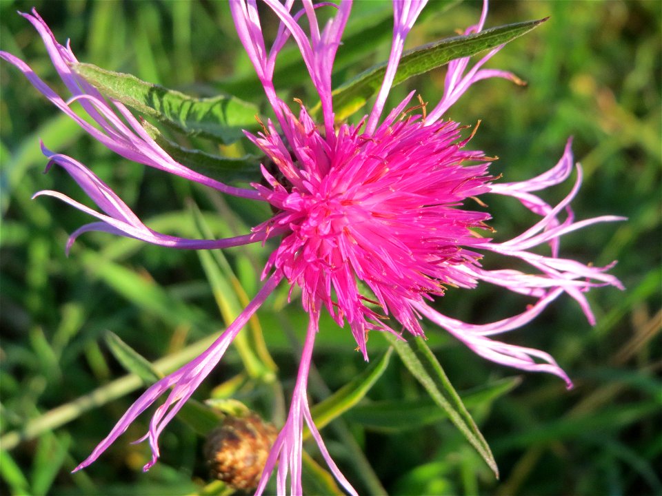Wiesen-Flockenblume (Centaurea jacea) im Almet bei Sankt Arnual
