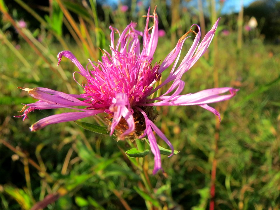 Wiesen-Flockenblume (Centaurea jacea) im Almet bei Sankt Arnual