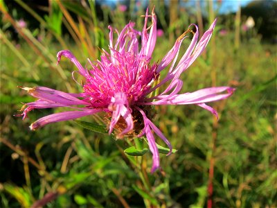 Wiesen-Flockenblume (Centaurea jacea) im Almet bei Sankt Arnual photo