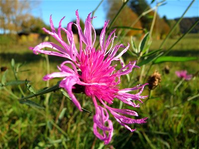 Wiesen-Flockenblume (Centaurea jacea) im Almet bei Sankt Arnual photo