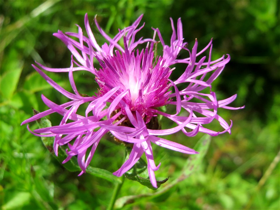 Wiesen-Flockenblume (Centaurea jacea) in den Horststückern im Landschaftsschutzgebiet „Hockenheimer Rheinbogen“