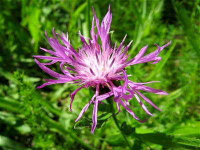 Wiesen-Flockenblume (Centaurea jacea) in den Horststückern im Landschaftsschutzgebiet „Hockenheimer Rheinbogen“