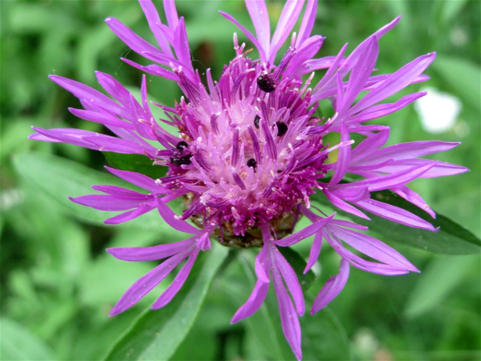 Wiesen-Flockenblume (Centaurea jacea) an der Saar in Saarbrücken