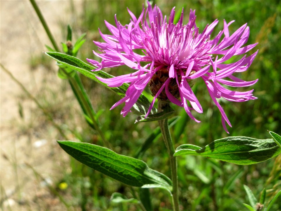 Wiesen-Flockenblume (Centaurea jacea) im Almet in Sankt Arnual