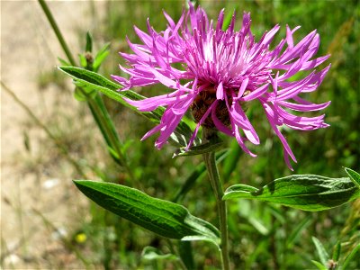 Wiesen-Flockenblume (Centaurea jacea) im Almet in Sankt Arnual