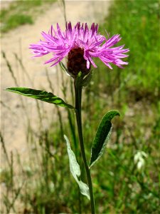 Wiesen-Flockenblume (Centaurea jacea) im Almet in Sankt Arnual