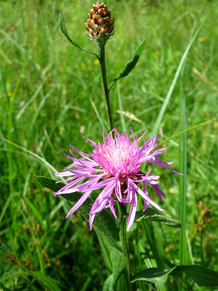 Wiesen-Flockenblume (Centaurea jacea) im Naturschutzgebiet „St. Arnualer Wiesen“