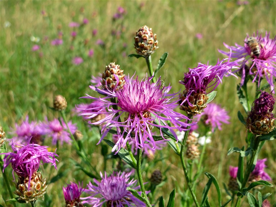 Wiesen-Flockenblume (Centaurea jacea) am Osthafen in Saarbrücken