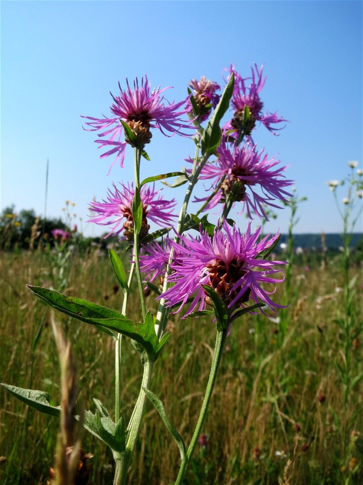 Wiesen-Flockenblume (Centaurea jacea) am Osthafen in Saarbrücken
