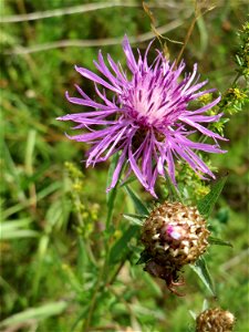 Wiesen-Flockenblume (Centaurea jacea) in den Horststückern im Landschaftsschutzgebiet „Hockenheimer Rheinbogen“