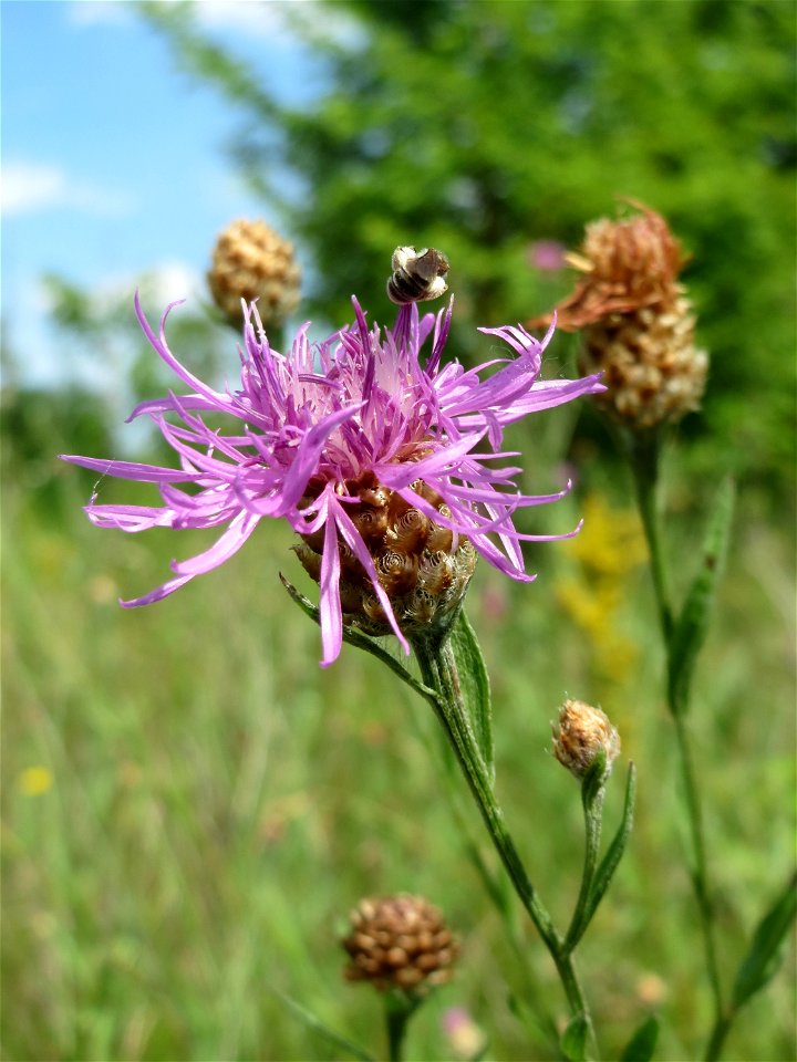 Wiesen-Flockenblume (Centaurea jacea) in den Horststückern im Landschaftsschutzgebiet „Hockenheimer Rheinbogen“