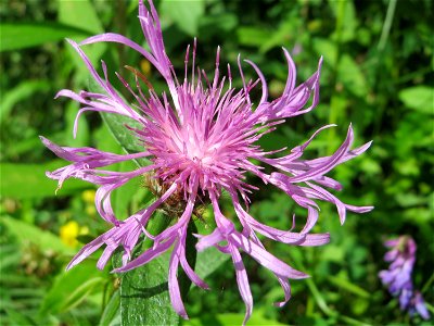 Wiesen-Flockenblume (Centaurea jacea) im Naturschutzgebiet „St. Arnualer Wiesen“