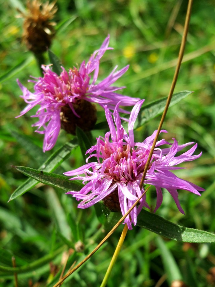 Wiesen-Flockenblume (Centaurea jacea) im Naturschutzgebiet „St. Arnualer Wiesen“