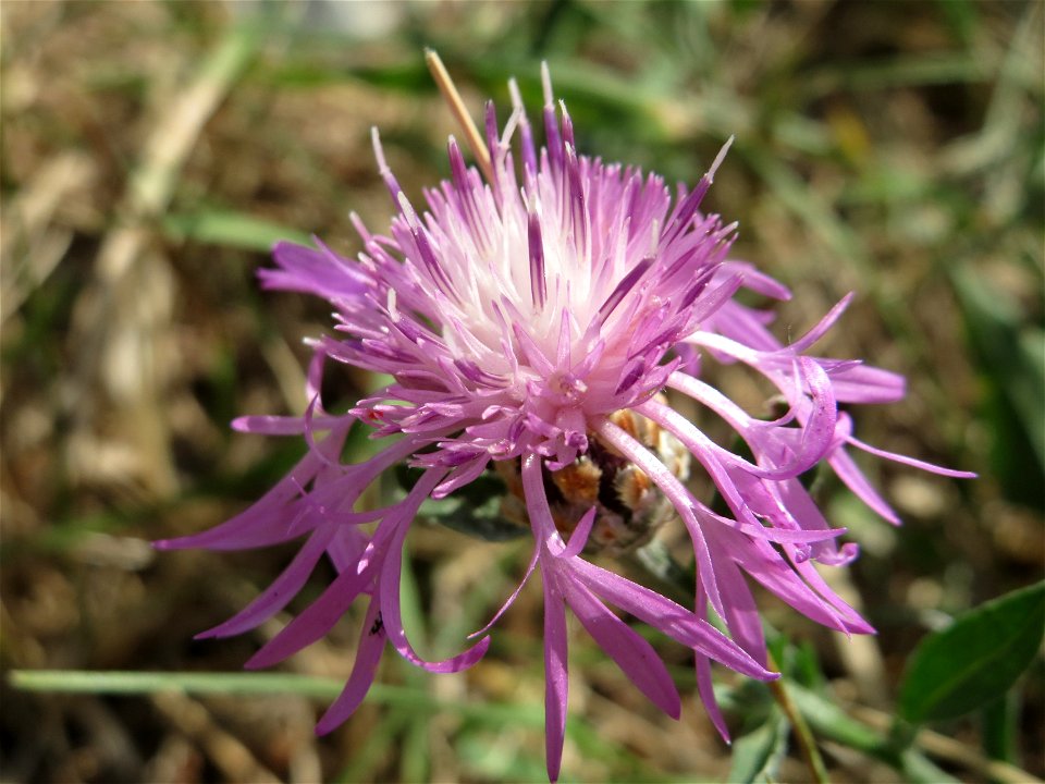 Wiesen-Flockenblume (Centaurea jacea) in Hockenheim-Talhaus